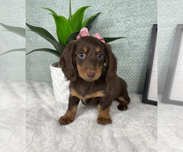 Medium Photo #5 Dachshund Puppy For Sale in FRANKLIN, IN, USA