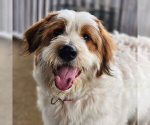 Great Pyrenees Dogs for adoption in Walnutport, PA, USA