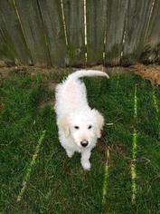 Goldendoodle Puppy for sale in SAINT CLAIR SHORES, MI, USA
