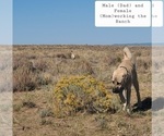 Small #12 Kangal Dog