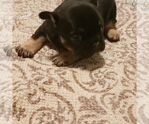 French Bulldog Puppy for sale in HUDDLESTON, VA, USA