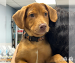 Small #1 Mastiff Mix