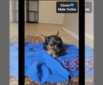 Small #2 Yorkshire Terrier