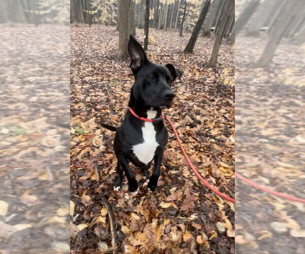 Medium Photo #3 American Staffordshire Terrier-Labrador Retriever Mix Puppy For Sale in Brewster, NY, USA