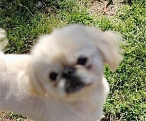 Father of the Pekingese puppies born on 03/12/2023