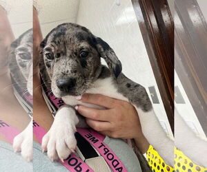 Catahoula Leopard Dog-Labrador Retriever Mix Dogs for adoption in GILBERTS, IL, USA