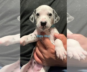 Dalmatian Puppy for sale in FRESNO, CA, USA