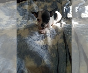 Chihuahua Litter for sale in SHALLOTTE, NC, USA
