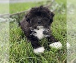 Small Photo #4 Havanese Puppy For Sale in CANOGA, NY, USA