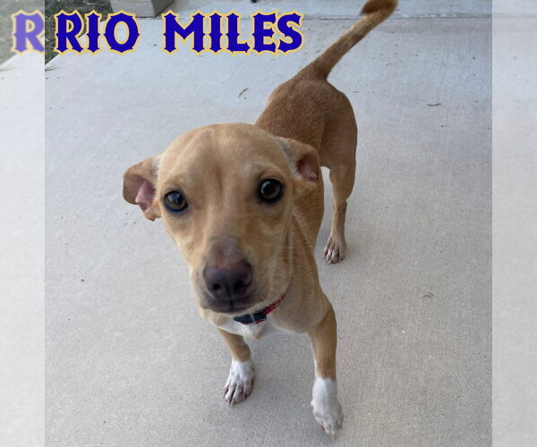 Medium Photo #16 Dachshund-Unknown Mix Puppy For Sale in San Antonio, TX, USA