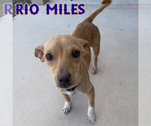 Rio Miles - Male Dachshund-Unknown Mix Dog for Adoption - Photo #16