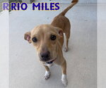 Small #15 Dachshund Mix