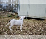 Small Photo #5 American Bully Puppy For Sale in LEWISBURG, TN, USA