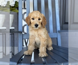 Goldendoodle Puppy for sale in FRANKLIN, IN, USA
