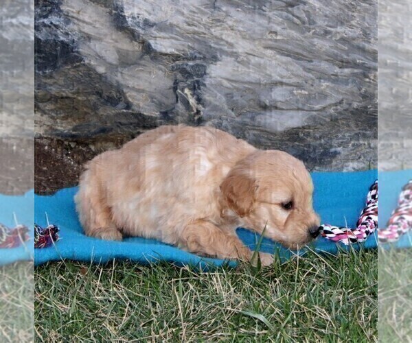 Medium Photo #4 Goldendoodle (Miniature) Puppy For Sale in STRASBURG, PA, USA