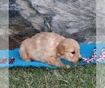 Small Photo #4 Goldendoodle (Miniature) Puppy For Sale in STRASBURG, PA, USA