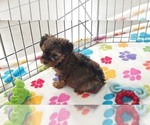 Bruce - Male Yorkshire Terrier Puppy for Sale - Photo #7