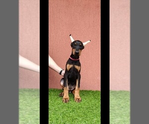 Doberman Pinscher Puppy for sale in Ruma, Vojvodina, Serbia