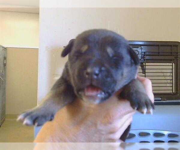 Medium Photo #1 Siberian Husky Puppy For Sale in Sacramento, CA, USA