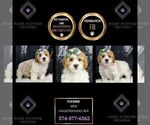 Puppy Voomer F1B Goldendoodle (Miniature)