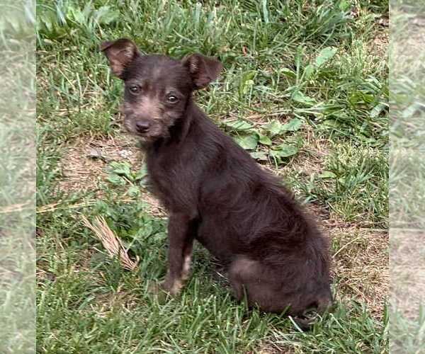 Medium Photo #1 Chihuahua-Unknown Mix Puppy For Sale in garner, NC, USA