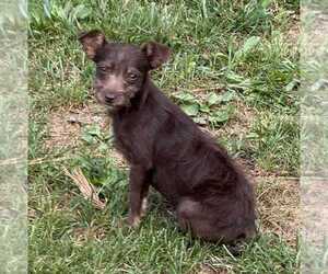 Medium Chihuahua Mix