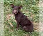 Small Chihuahua Mix