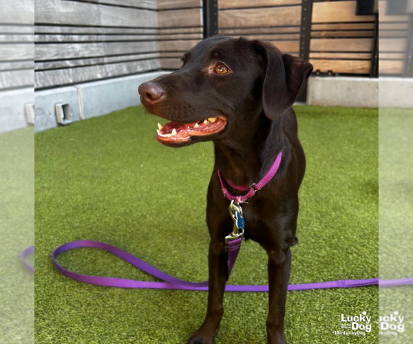 Medium Photo #6 Labrador Retriever-Retriever  Mix Puppy For Sale in Washington, DC, USA