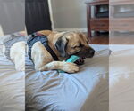 Small #12 Mastiff