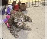 Small #1 ShihPoo