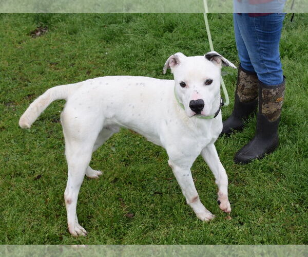 Medium Photo #4 Labrador Retriever-Unknown Mix Puppy For Sale in Anniston, AL, USA