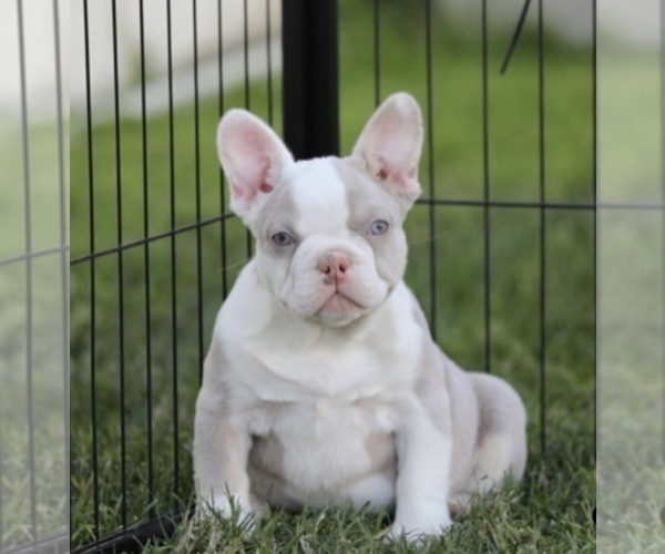 Medium Photo #2 French Bulldog Puppy For Sale in SAN FRANCISCO, CA, USA
