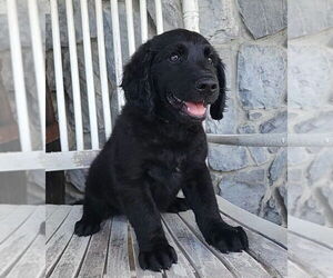 Golden Retriever Dogs for adoption in Studio City, CA, USA