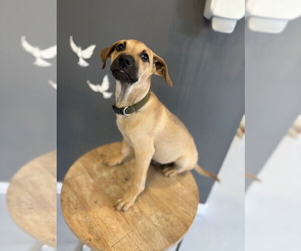 Medium Photo #12 Mutt Puppy For Sale in Studio City, CA, USA