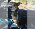 Small Beagle Mix