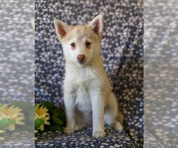 Medium Photo #6 Pomsky Puppy For Sale in QUARRYVILLE, PA, USA