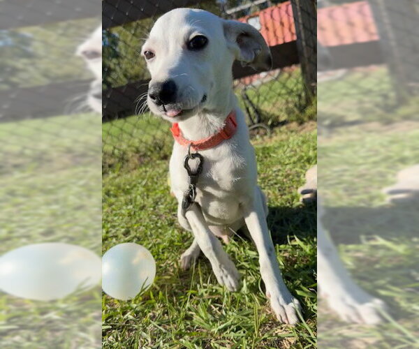 Medium Photo #5 Mutt Puppy For Sale in Tarrytown, GA, USA