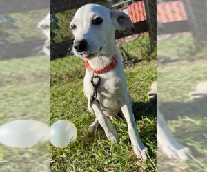 Smith - Male Mutt Dog for Adoption - Photo #5