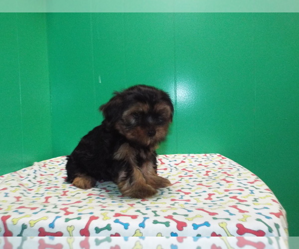 Medium Photo #6 Yorkshire Terrier Puppy For Sale in PATERSON, NJ, USA