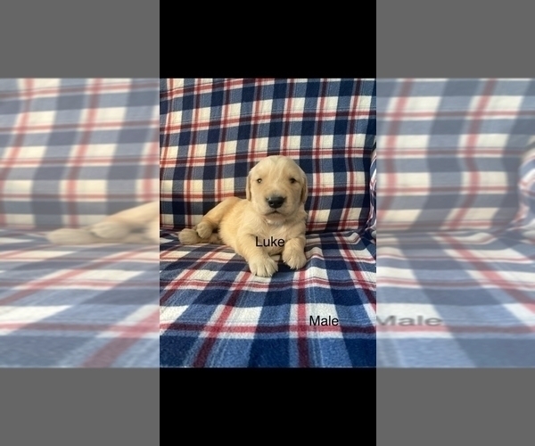 Medium Photo #6 Golden Retriever Puppy For Sale in NORWOOD, MO, USA
