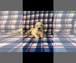 Small Photo #6 Golden Retriever Puppy For Sale in NORWOOD, MO, USA