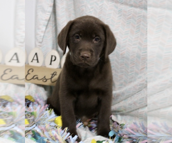 Medium Photo #1 Labrador Retriever Puppy For Sale in RICHLAND, IA, USA