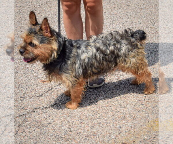 Medium Photo #3 French Bulldog-Unknown Mix Puppy For Sale in Huntley, IL, USA