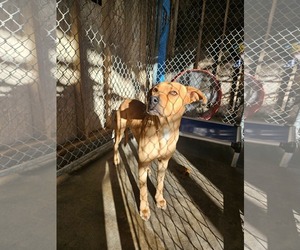 Boxador Dogs for adoption in El Centro, CA, USA