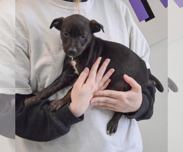 Medium Photo #2 Jack Russell Terrier-Unknown Mix Puppy For Sale in Huntley, IL, USA