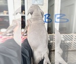 Small #2 American Bully