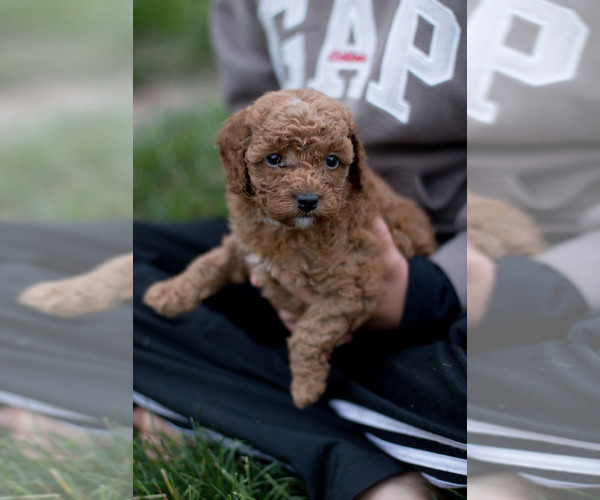 Medium Photo #24 Goldendoodle (Miniature) Puppy For Sale in DENVER, PA, USA