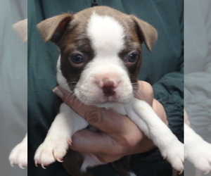 Boston Terrier Puppy for sale in CRKD RVR RNCH, OR, USA