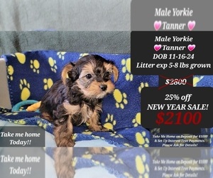 Yorkshire Terrier Puppy for sale in TUCSON, AZ, USA