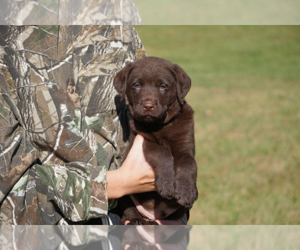 Medium Photo #8 Labrador Retriever Puppy For Sale in GIBSONVILLE, NC, USA